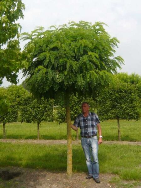 Robinia pseudoacacia 'Umbraculifera' / Kugel-Robinie, Kugel-Akazie 225 cm Stamm 30-35 StU, Hochstamm mit Kugelkrone im Freiland