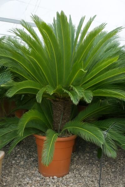 Japanischer Sagopalmfarn / Japanischer Sagopalmfarn