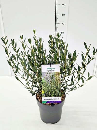 Schmalblättrige Steinlinde - Phillyrea angustifolia