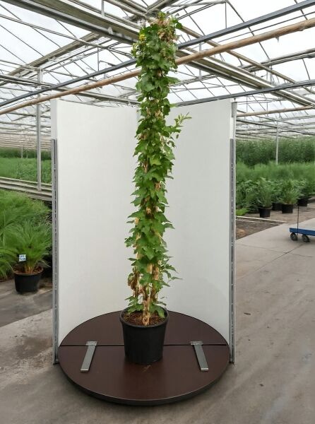 Lonicera periclymenum / Wald-Geißblatt 175-200 cm C20, hohe Kletterpflanze im Topf mit dichtem grünen Laub am Stab