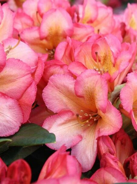 Rhododendron dichroanthum 'Balalaika' / Rhododendron 'Balalaika'