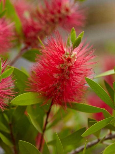 Karminroter Zylinderputzer / Callistemon citrinus