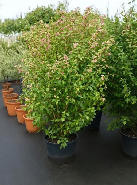 Viburnum tinus / Mittelmeer-Schneeball 175-200 cm C100, buschiger Strauch im Container mit grünem Laub und rosafarbenen Blütenständen