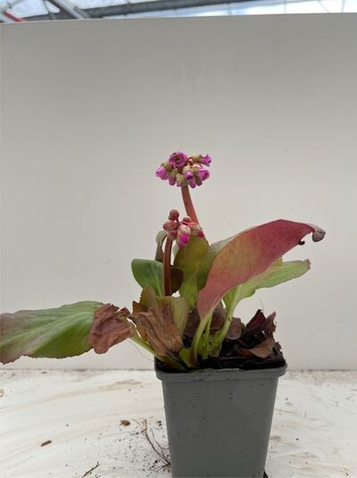 Bergenie, Riesensteinbrech 'Winterglut' - Bergenia cordifolia 'Winterglut'