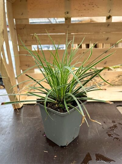Gartensegge 'Everest' / Gartensegge 'Everest'