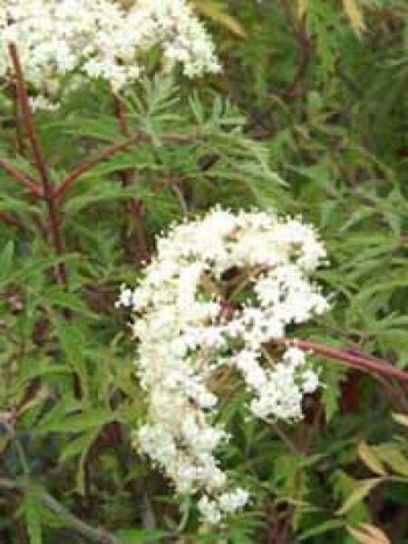 Geschlitztblättriger Holunder 'Laciniata' / Sambucus nigra 'Laciniata'