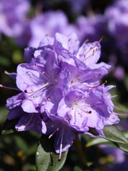 Zwergrhododendron 'Blue Bird' / Zwergrhododendron 'Blue Bird'