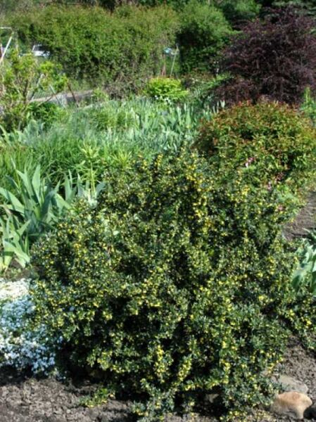 Immergrüne Kissen-Berberitze 'Jytte' / Berberis candidula 'Jytte'