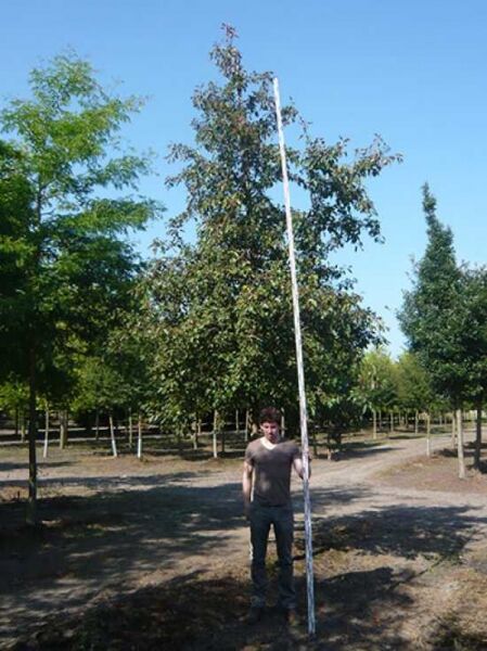 Malus 'Rudolph' / Zierapfel 'Rudolph' Hochstamm 30-35 StU mit Drahtballen, Baum mit aufrechter Krone und rötlichem Laub