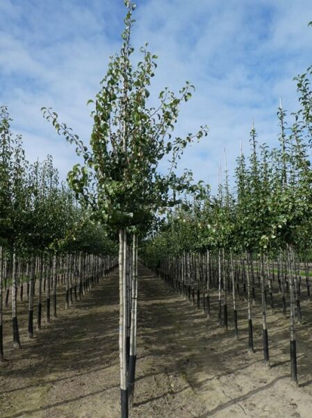 Pyrus communis 'Saint Remy' / Birne 'Saint Remy' Hochstamm 14-16 StU m. Db., junger Baum mit grünen Blättern im Feldanbau
