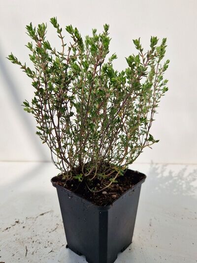 Orangen-Thymian (Thymus vulgaris var. fragrantissimus) im P9-Topf, buschiger Wuchs mit kleinen grünen Blättern.