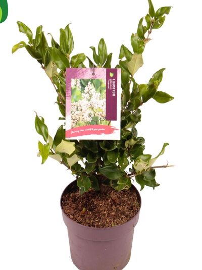 Japanischer Liguster 'Texanum' - Ligustrum japonicum 'Texanum'