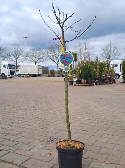 Malus 'Royalty' / Zierapfel 'Royalty', 80 cm Stamm im C5-Topf, junger Hochstamm mit kahlen Zweigen und Pflanzenetikett.