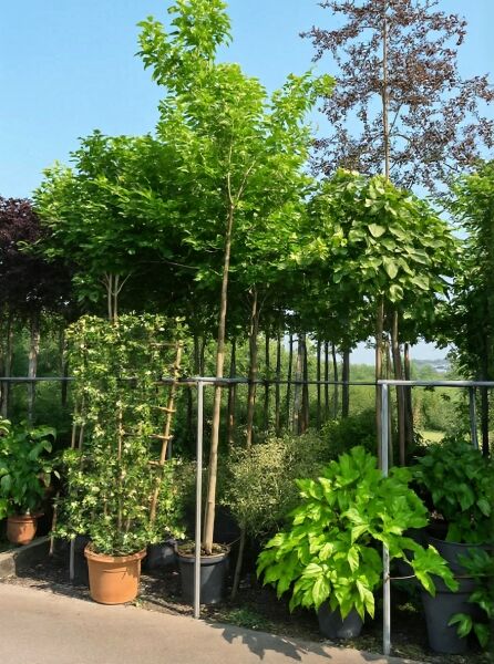 Morus nigra / Schwarzer Maulbeerbaum Hochstamm 12-14 StU im Container, Laubbaum mit geradem Stamm und dichter Krone im Topf