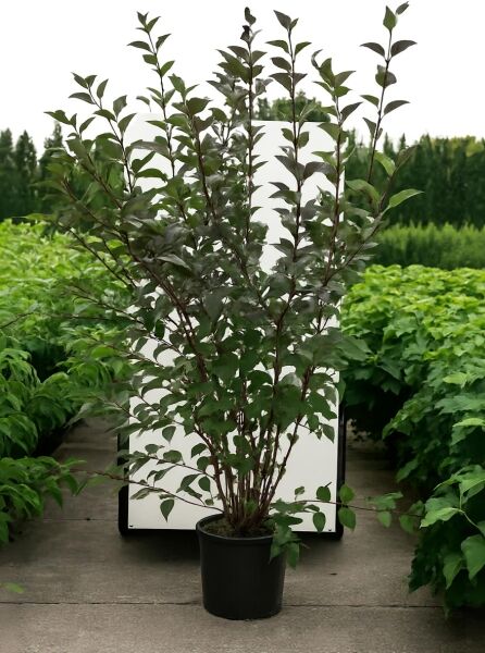 Cornus alba 'Kesselringii' / Schwarzrindiger Hartriegel 'Kesselringii' 175-200 cm C20, mehrstämmiger Strauch im Topf mit dunklem Laub