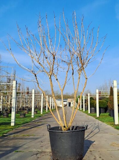 Sieben-Söhne-des-Himmels-Strauch 'mehrstämmig' 200-250 cm / Heptacodium miconioides (876040)