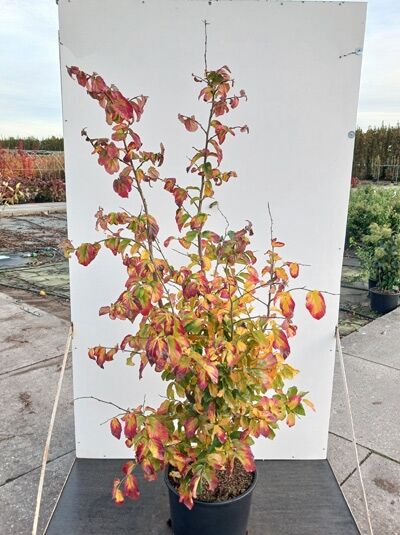 Parrotia persica 'Bella' / Eisenholzbaum 'Bella' 125-150 cm C20, mehrtriebiger Strauch im Container mit rot-gelb verfärbtem Laub