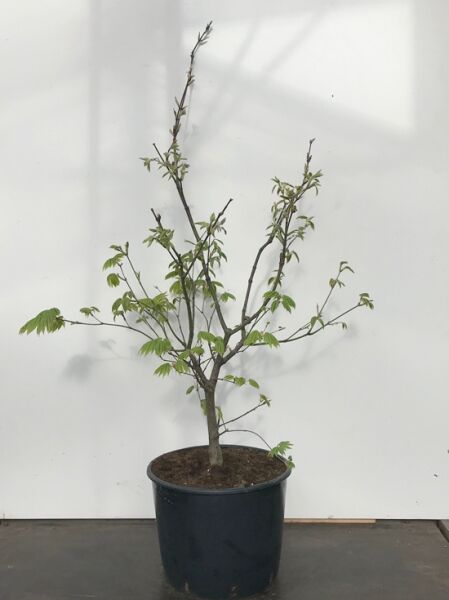 Weinblättriger Japan-Ahorn Acer japonicum 'Vitifolium', mehrtriebige Jungpflanze im Container C20, 80–100 cm
