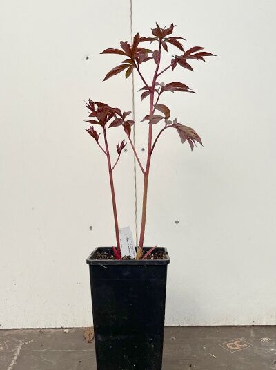 Chinesische Pfingstrose 'Kansas' - Paeonia lactiflora 'Kansas'
