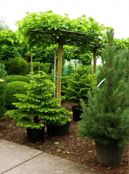 Morus alba 'Macrophylla' (platanifolia), Platanenblättriger Maulbeerbaum 'Macrophylla' als Dachbaum im Container mit Stützpfahl