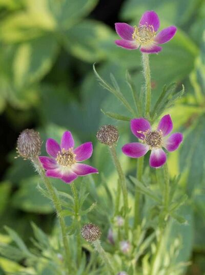 Frühsommer-Anemone 'Rubra' (Anemone multifida) mit purpurroten Blüten und gelber Mitte an aufrechten, behaarten Stielen