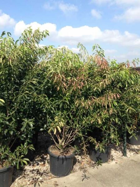 Großblumiger Spindelstrauch 'Red Wine' / Euonymus grandiflorus 'Red Wine'