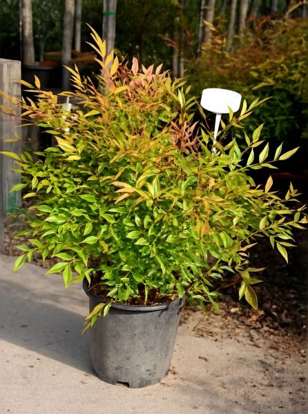 Nandina domestica (Heiliger Bambus/Himmelsbambus) 50–60 cm C10, buschige Kübelpflanze mit grünem bis rötlichem Laub.