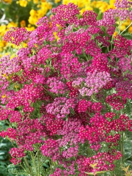Achillea millefolium 'Red Beauty' / Schafgarbe 'Red Beauty'