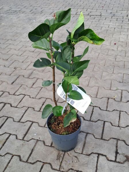 Syringa vulgaris ‚Madame Lemoine‘, Gartenflieder, 40–60 cm im C5-Topf, mehrtriebige Pflanze mit grünen Blättern.
