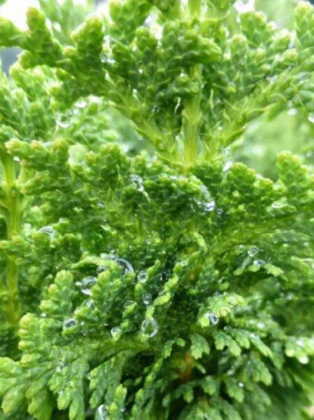 Thuja occidentalis 'Zmatlik' / Kegelförmiger Zwerg-Lebensbaum
