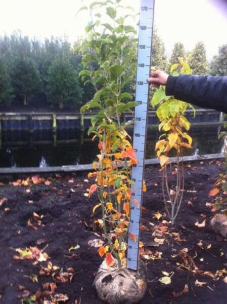 Acer rufinerve (Rostbart-Ahorn) 150-175 cm m. B., junger Baum mit Herbstlaub, Ballenware neben Messlatte.