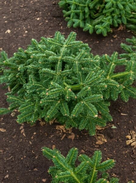 Abies numidica 'Glauca' (Blaugraue Algiertanne) als kompakter Nadelstrauch mit dichtem, dunkelgrünem Nadelwerk, 60–80 cm m. B.