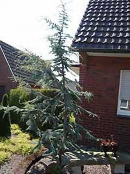Blaue Libanon-Zeder / Cedrus libani 'Glauca'