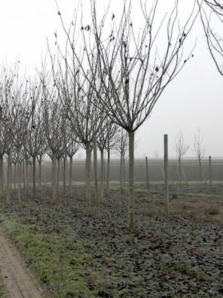 Prunus serrulata 'Kanzan' / Japanische Blütenkirsche, Hochstamm ca. 225 cm, Stammumfang 30–35 cm, mit Drahtballen