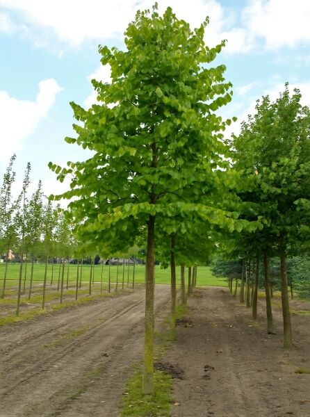 Baum-Hasel (Corylus colurna) Hochstamm 35–40 StU mit Drahtballen, schlanker Stamm mit dichter grüner Krone.