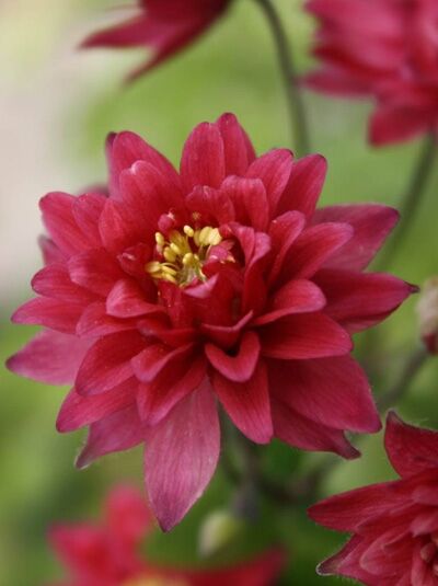 Aquilegia vulgaris 'Clementine Red' / Kurzspornige Akelei 'Clementine Red'