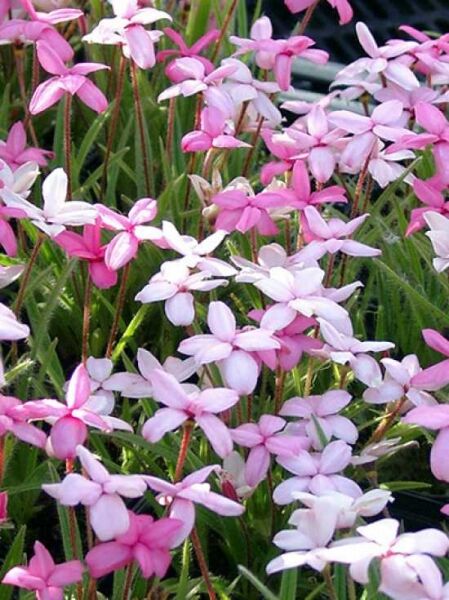 Garten-Grasstern 'Stella' / Rhodohypoxis baurii 'Stella'