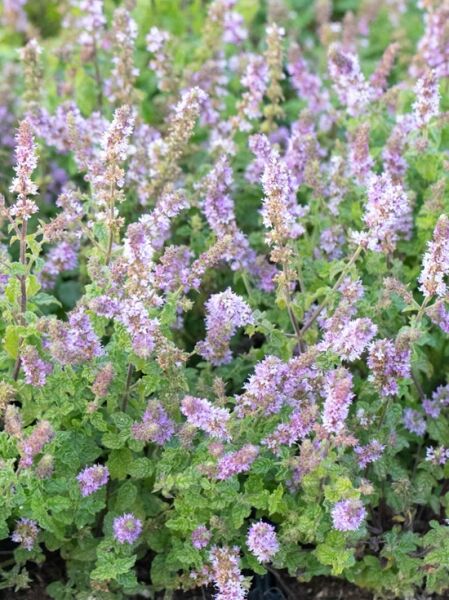Erdbeer Minze 'Erdbeere' / Mentha species Erdbeere