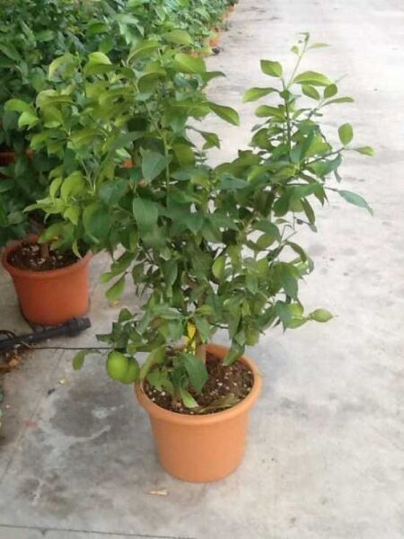 Zitronenbaum (Citrus limon) 60-80 cm C12 im Topf, grünes Laub mit grünen Zitronenfrüchten am Zweig.