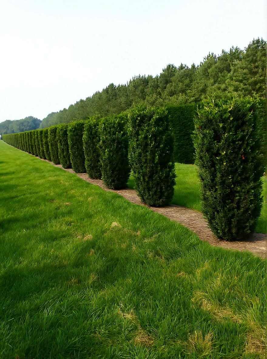 Becher-Eibe 'Hicksii' - Taxus media 'Hicksii' - Baumschule NewGarden