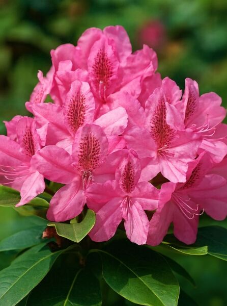 Rhododendron 'Rocket' / Rhododendron 'Rocket'