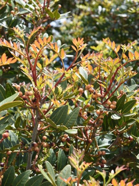 Pistacia lentiscus (Mastixstrauch, Wilde Pistazie) mit immergrünen Blättern, rötlichem Austrieb und runden Früchten am Strauch.
