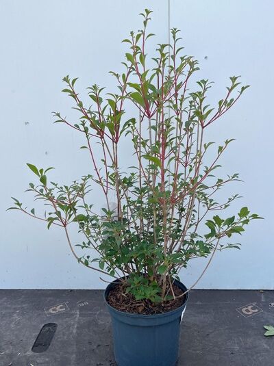 Glockige Prachtglocke 'Red Bells' - Enkianthus campanulatus 'Red Bells'