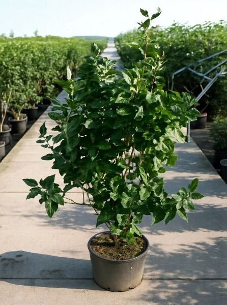 Syringa vulgaris 'Beauty of Moscow ®' (Edelflieder 'Beauty of Moscow') 125-150 cm C35, buschiger Strauch im Container mit grünem Laub