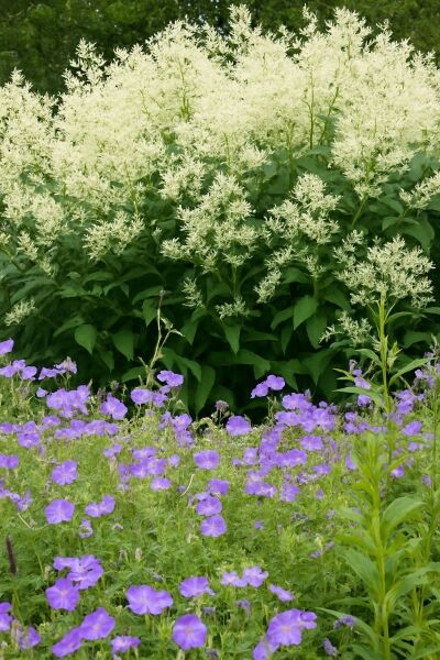 Alpen-Knöterich 'Johanniswolke' / Alpen-Knöterich 'Johanniswolke'