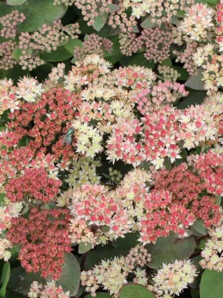 Hohe Fetthenne 'Moonlight Serenade' / Sedum telephium 'Moonlight Serenade'