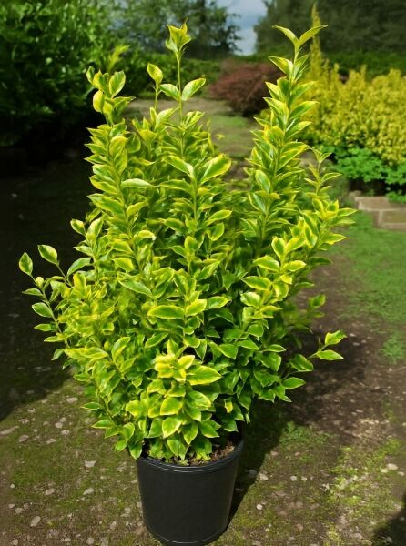 Ligustrum ovalifolium 'Aureum' / Gold-Liguster 100-125 cm C10, buschiger Strauch im Topf mit gelbgrünem Laub