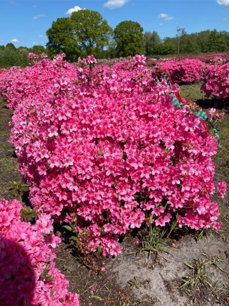 Japanische Azalee Rhododendron obtusum 'Madame Albert van Hecke', Solitär, ca. 90–100 cm breit, 60 cm hoch, pink blühend