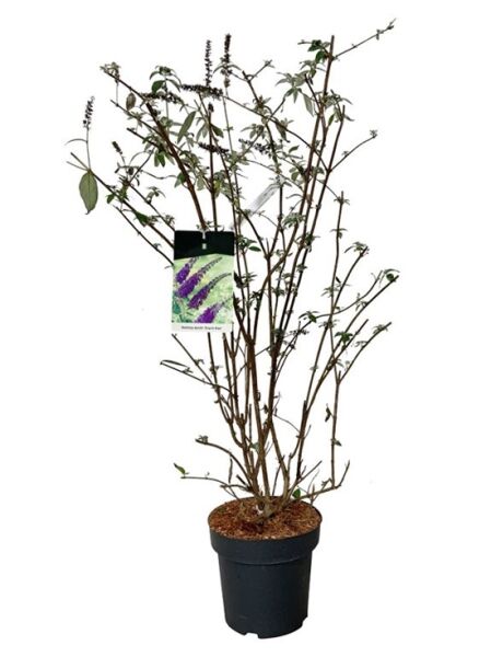 Sommerflieder 'Empire Blue' / Schmetterlingsstrauch 'Empire Blue' / Buddleja davidii 'Empire Blue'