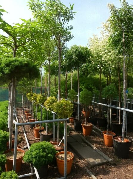 Chitalpa tashkentensis 'Pink Dawn' (Schmalblättriger Trompetenbaum) als Hochstamm im Container, blühender Baumoleander-Stamm.